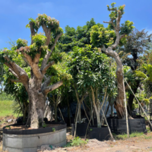 thi-cong-san-vuon-long-an-giai-phap-tao-khong-gian-xanh-dep-va-dang-cap-cung-phuc-thanh-an