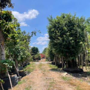 phuc-thanh-an-dich-vu-thuong-mai-mua-ban-cay-kieng