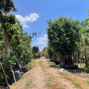 chuyen-thu-mua-ban-cay-kieng-uy-tin-gia-tot-tai-long-an