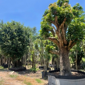 thu-mua-cay-kieng-mien-tay-phuc-thanh-an-uy-tin-gia-cao-giao-dich-nhanh-gon