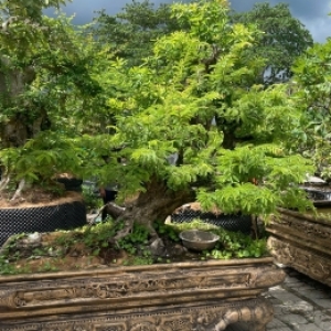 mua-cay-canh-long-an-gia-tot