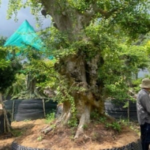 mua-cay-bon-sai-long-an